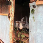 Kaninchen im Stall